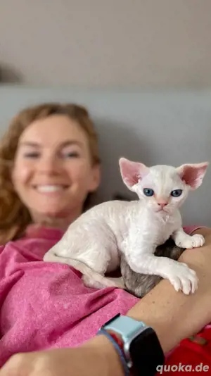 Zuckersüßer & liebevoller Devon Rex Kater sucht Familie. Top Stammbaum, gesund, perfekt sozialisiert