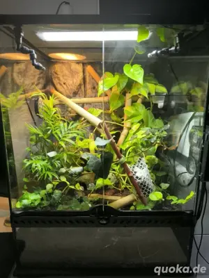 Lygodactylus Williamsi 1.0