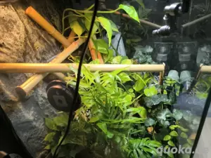 Lygodactylus Williamsi 1.0 Bild 2