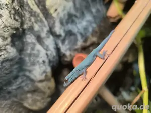 Lygodactylus Williamsi 1.0 Bild 4