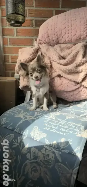 Chihuahua Bambi und Wendy