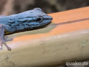 Lygodactylus Williamsi 1.0 Bild 5