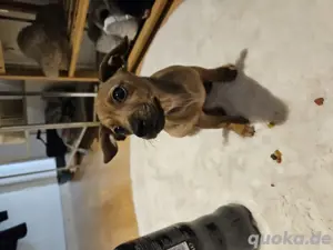 Zwergpinscher Welpe 