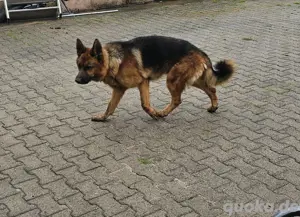 Deutscher Schäferhund 