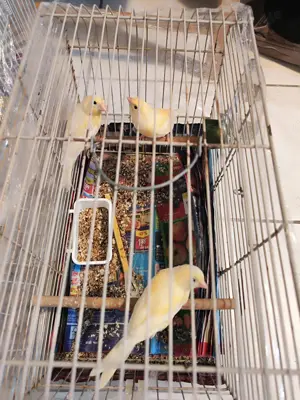 Kanarienvogel Kanarienvögel Premium-Zucht  
