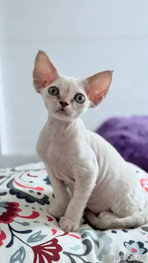 Zuckersüßes & verspieltes Devon Rex Mädchen sucht Familie. Top Stammbaum & bestens sozialisiert
