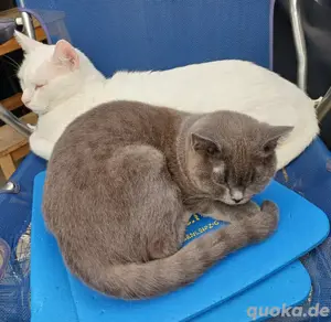 katzenpärchen