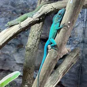 Anolis marmoratus etang paille - Karibik Anolis