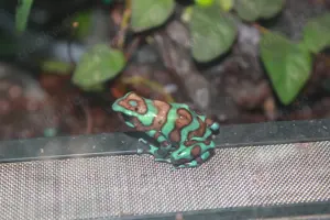 Dendrobates auratus grün-bronze (birkhahn)