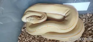 0.1 Dwarf Netzpython golden child Albino Platinum possible het genetic stripe 
