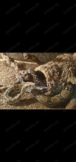 Boa Constrictor Imperator 1.0 DNZ mit Terrarium