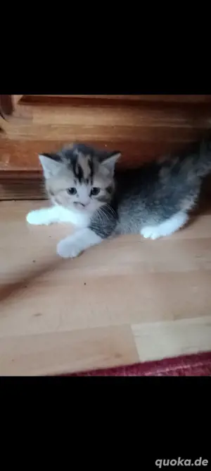 baby katze