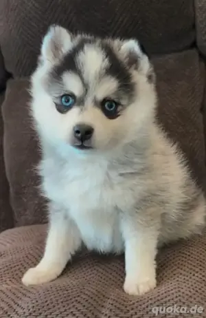 Pomsky Mini Husky   Pomeranian Zwergspitz 
