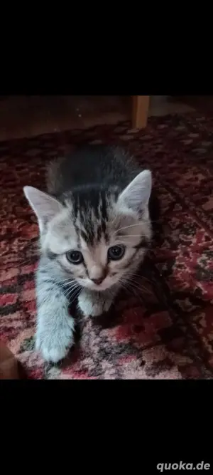 baby katze