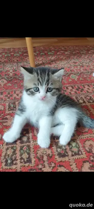 baby katze
