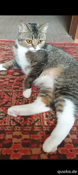 erwachsene katze