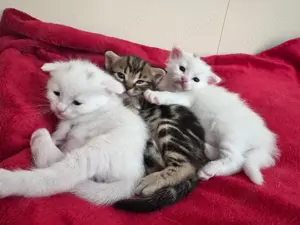Wunderschöne BKH, Bengalmix Kitten 