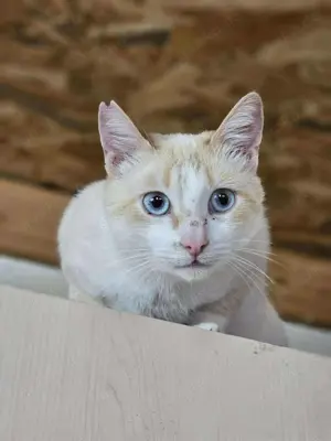Sky, Kater, 3 Jahre alt, kastriert 