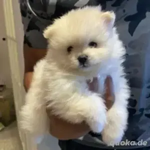 Reinrassige Pomeranian Zwergspitz Welpen