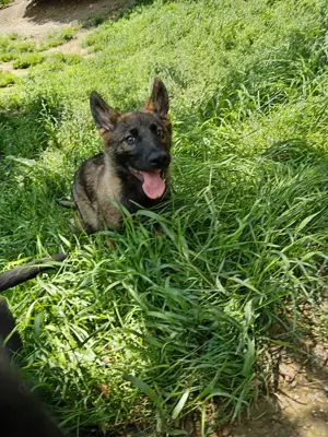 Deutscher Schäferhund Hündin