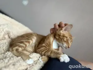 babykater sucht ein zuhause 