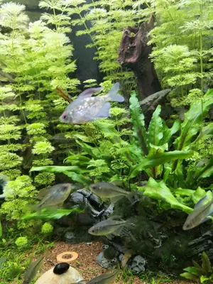 Fische suchen neues zu Hause!