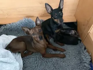 Zwergpinscher  Rehpinscher Welpen mit Ahnentafel