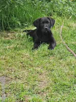 labrador Mix 