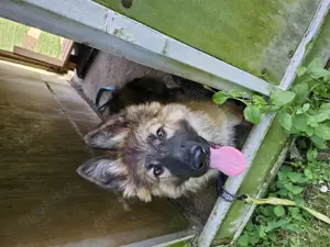 Deutscher Schäferhund  Langstockhaar 