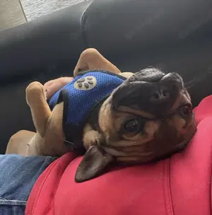 Französische Bulldogge 