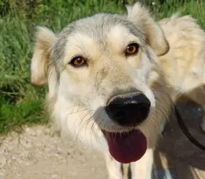 DIABOLO - sucht seinen sicheren Hafen (wartet in Rumänien)