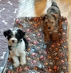 Reinrassige  yorkshire terrier Welpen 