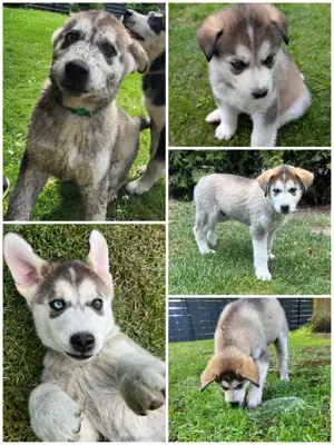Husky-Akita-Inu-Welpe