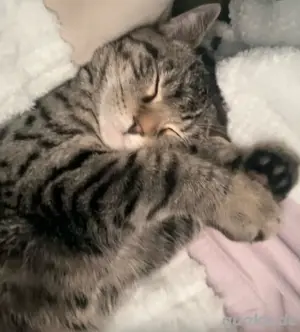 katze abgeben