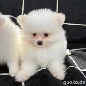 Zwergspitz-Pomeranians welpen verfügbar