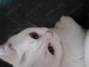 Niedliche BKH-Kitten