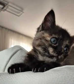 Kitten zu vergeben 
