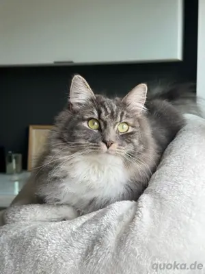 Sibirische Waldkatzen Kitten 