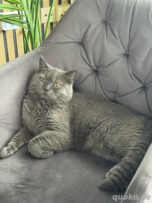 BKH kater Sucht zuhause
