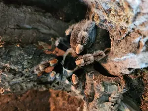 Biete Rotknie Vogelspinne 