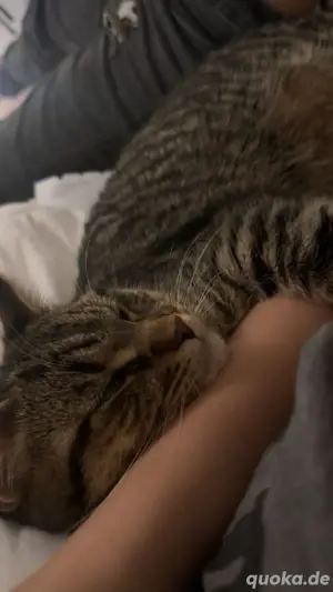 kater muss in guten händen 