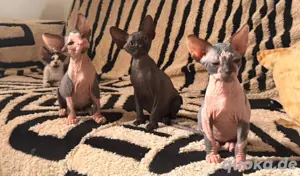 sphynx kitten canadishe sphynx 