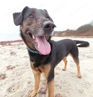 Rüde Mix ( Schäferhund Bordercollie)