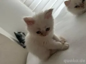 Perser BabyKatze 