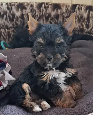 Hübsche Yorkshire Terrier Welpen