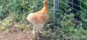 Seidenhuhn Hahn