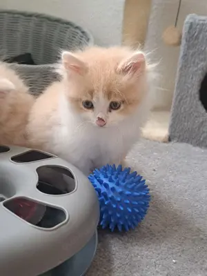 Vier Norweger Mix Kitten 8 Wochen jung abzugeben 