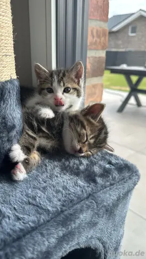 Katzen Kitten 