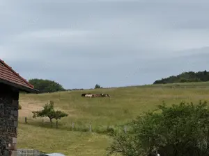 Suchen 2 herdenverträgliche Wallache für unseren Offenstall