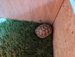 Zwei maurische Landschildkröten 